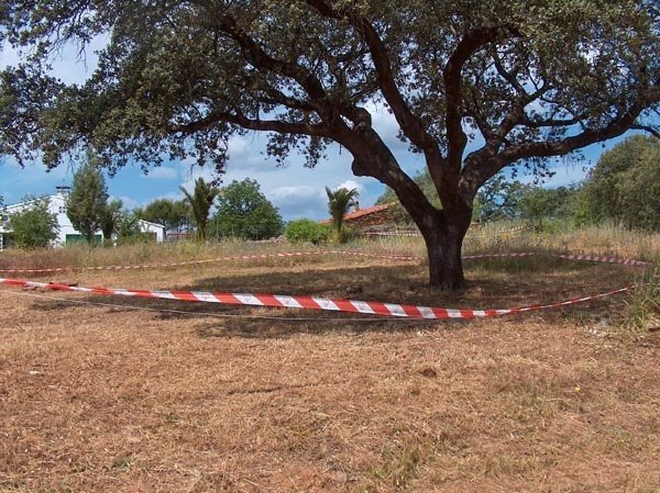 Romerito acampada
