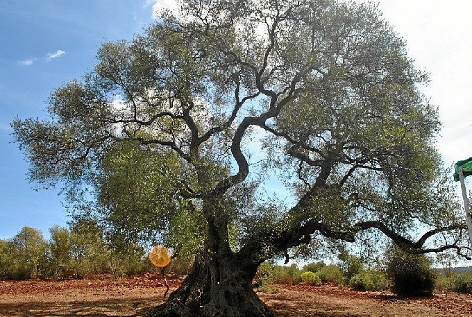 El centenario acebuche de El Espinillo en Zalamea, uno de los árboles más singulares de Andalucía