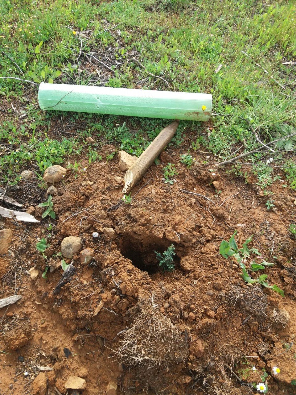 Destrozan algunos de los nuevos árboles plantados en el Parque Los Cipreses de El Campillo