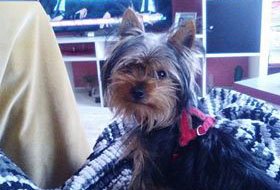 Se busca a un perro desparecido este domingo en Traslasierra