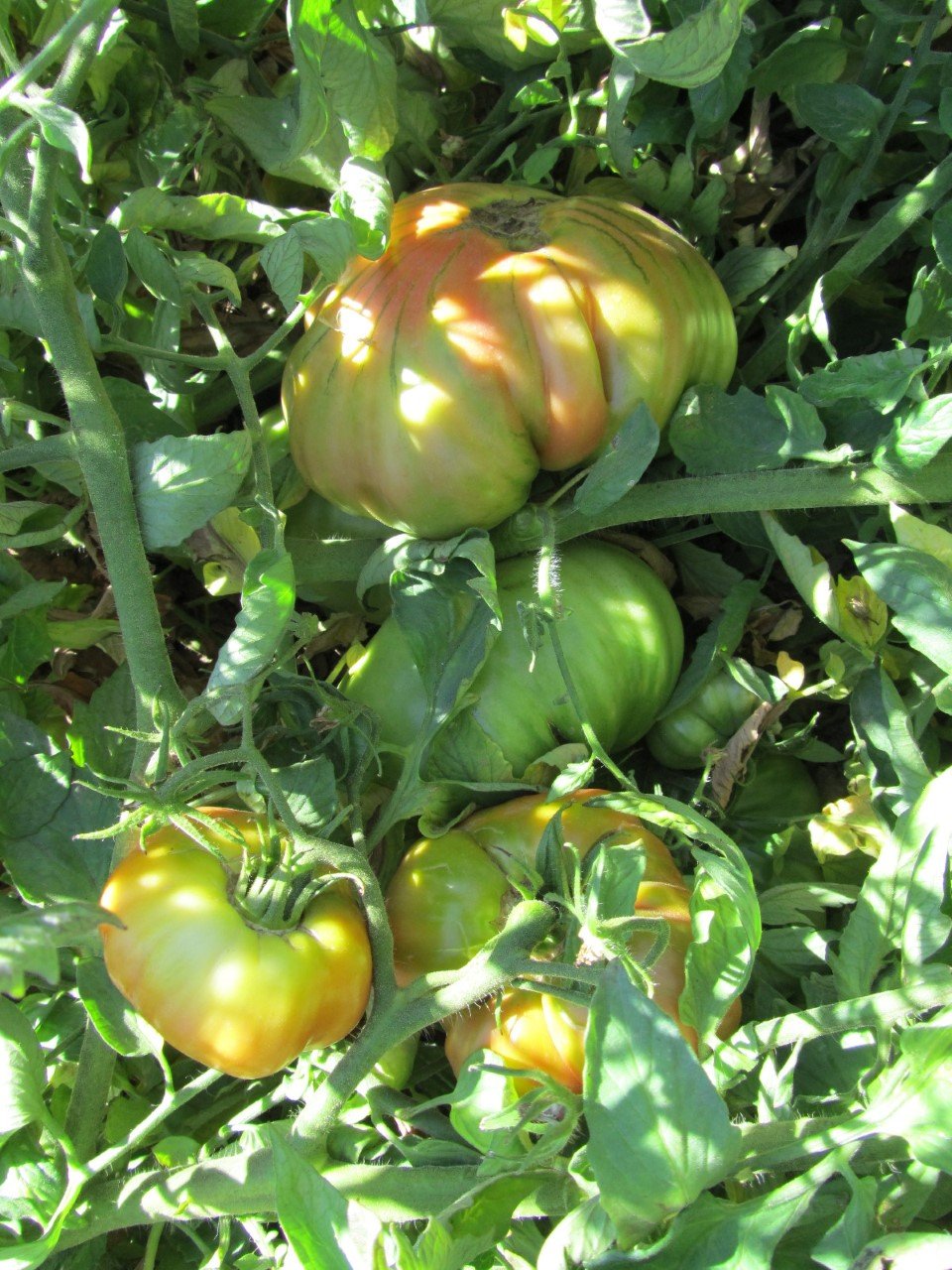 Campofrío quiere una denominación de origen para su tomate rosado