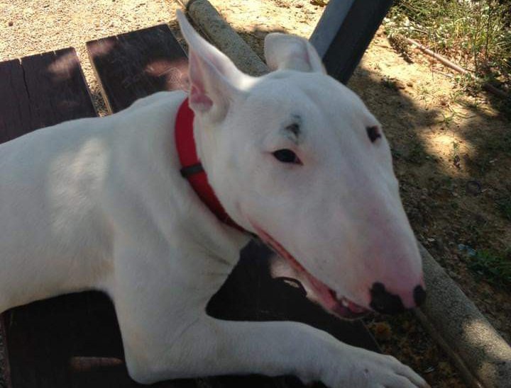 Buscan a una perra bull terrier perdida en Riotinto