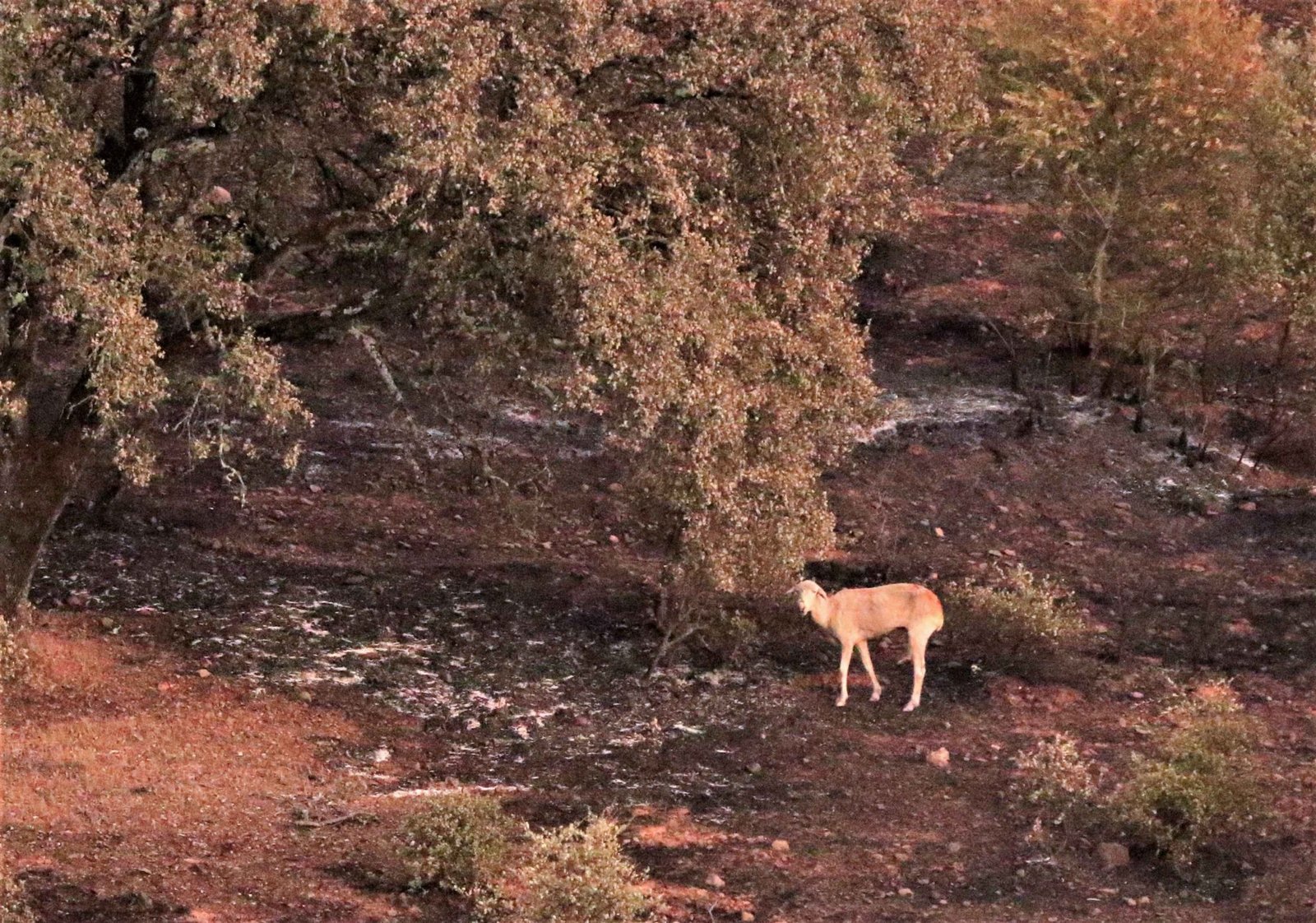 La frontera ‘minera’ de Huelva y Sevilla sufre 30 incendios en 15 años