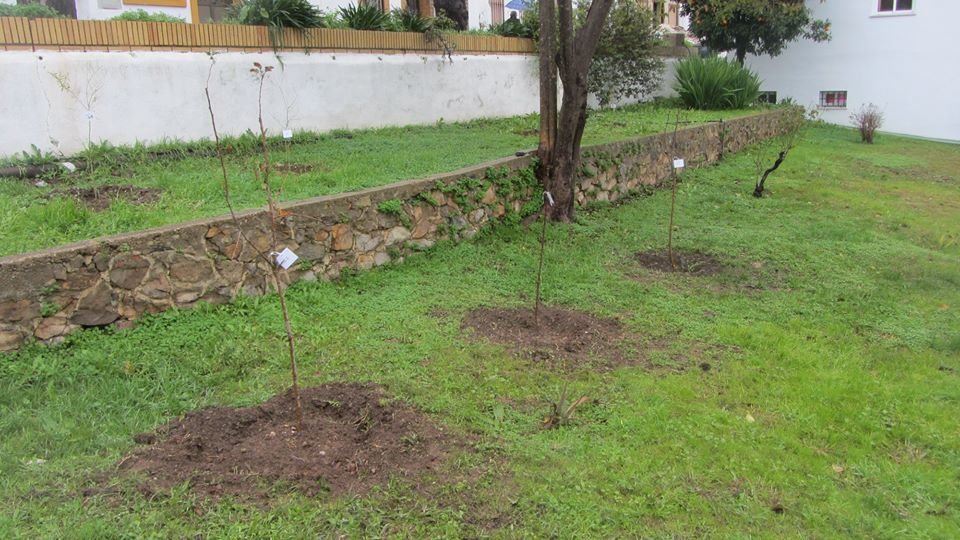 Los 23 niños y niñas nacidos en Riotinto en 2019 ya tienen su propio árbol en el pueblo