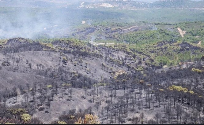 IU critica el abandono de la zona afectada por el incendio de Nerva