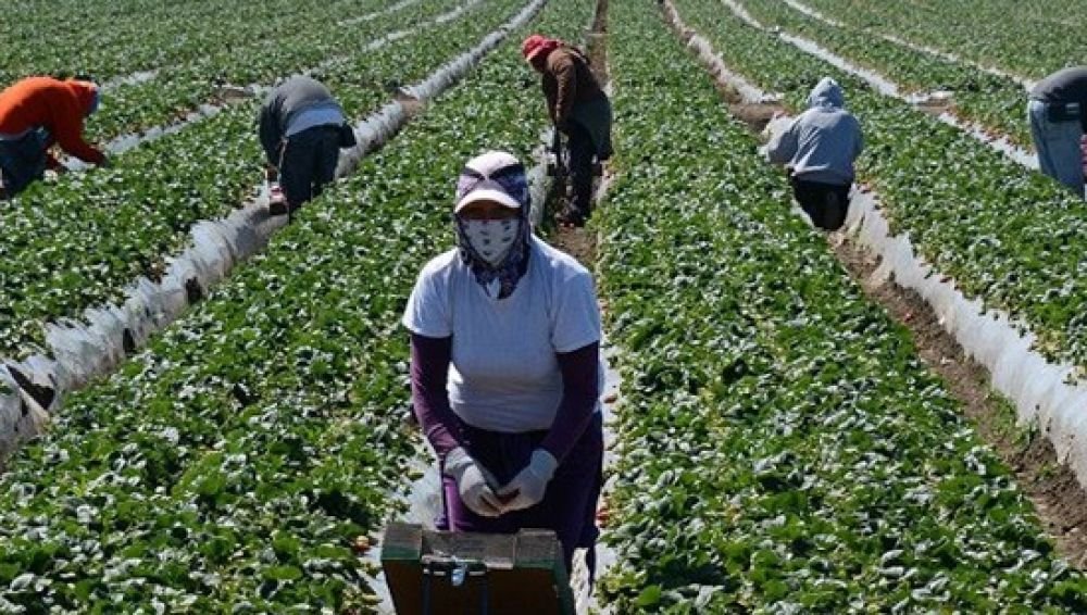 Huelva recibe a las 500 primeras temporeras de Marruecos para la campaña de la fresa