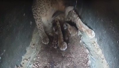 Nacen cuatro nuevos cachorros de lince en El Acebuche