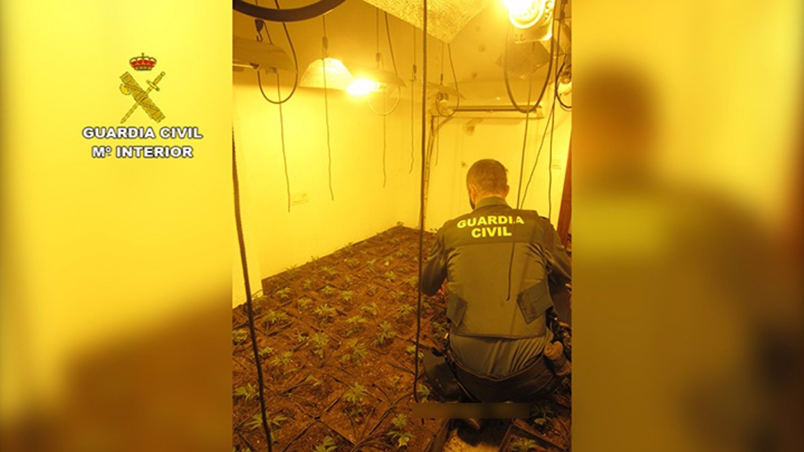 Detenido por cultivar 548 plantas de marihuana en Gibraleón