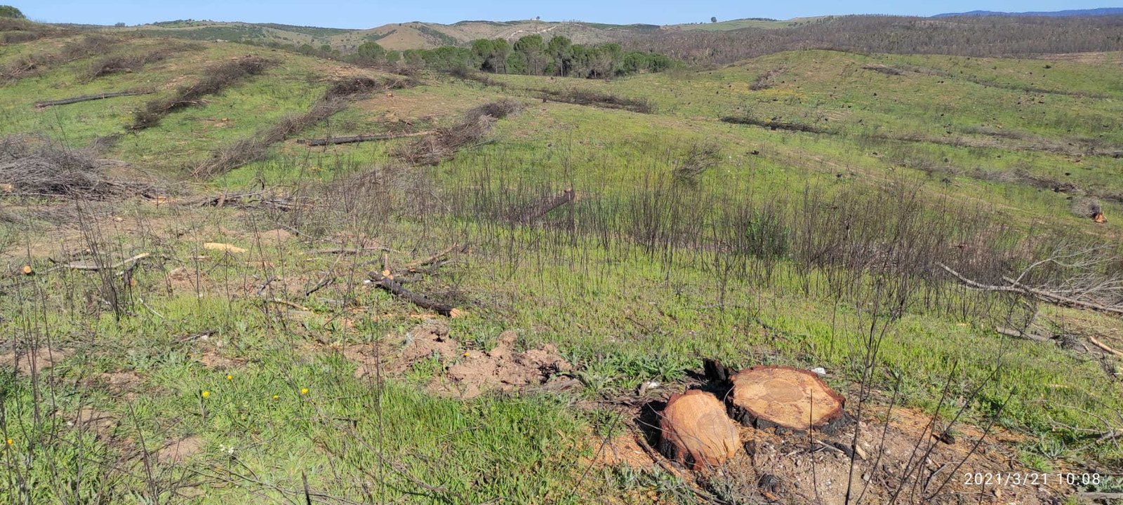 Denuncian la tala de «incontables» pinos que se salvaron del incendio de Almonaster
