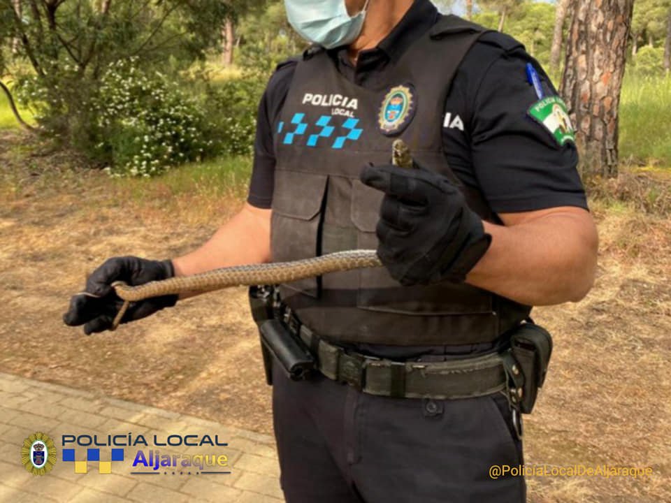 La policía de Aljaraque captura una culebra venenosa en La Monacilla