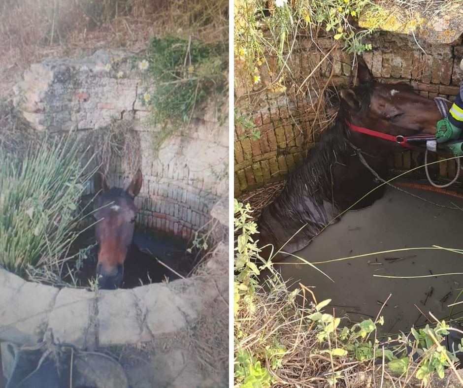 Bomberos rescatan a un caballo que había caído a un pozo en Bonares