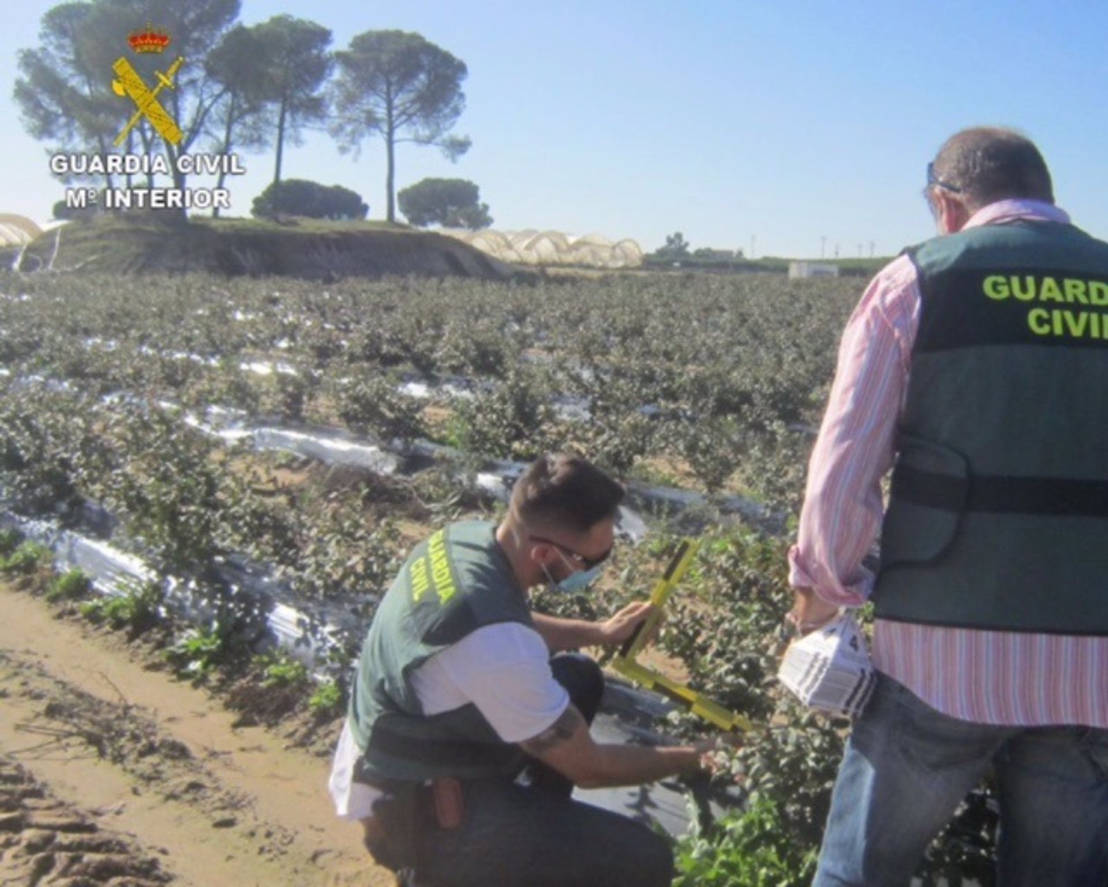 La Guardia Civil investiga a cinco personas por cultivar arándanos sin licencia