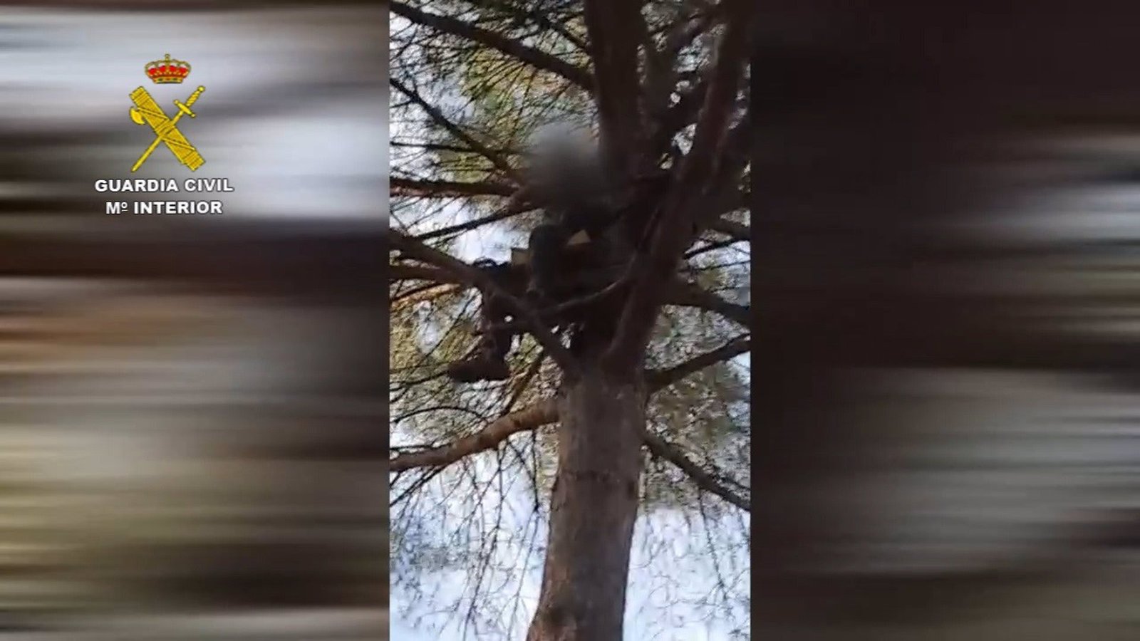 Investigan a un cazador furtivo apostado en la copa de un árbol en Almonte