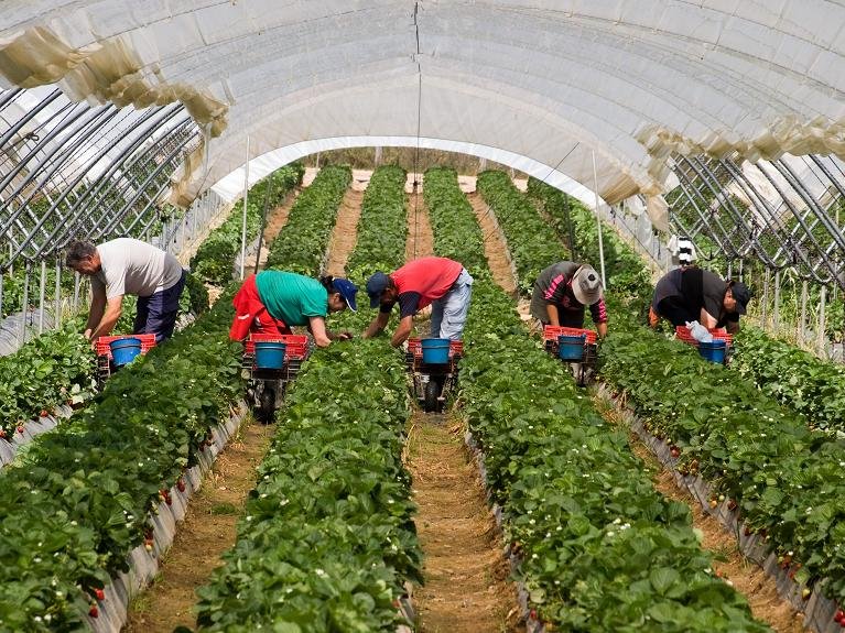 Gran campaña de frutos rojos con aumento de la producción y la facturación