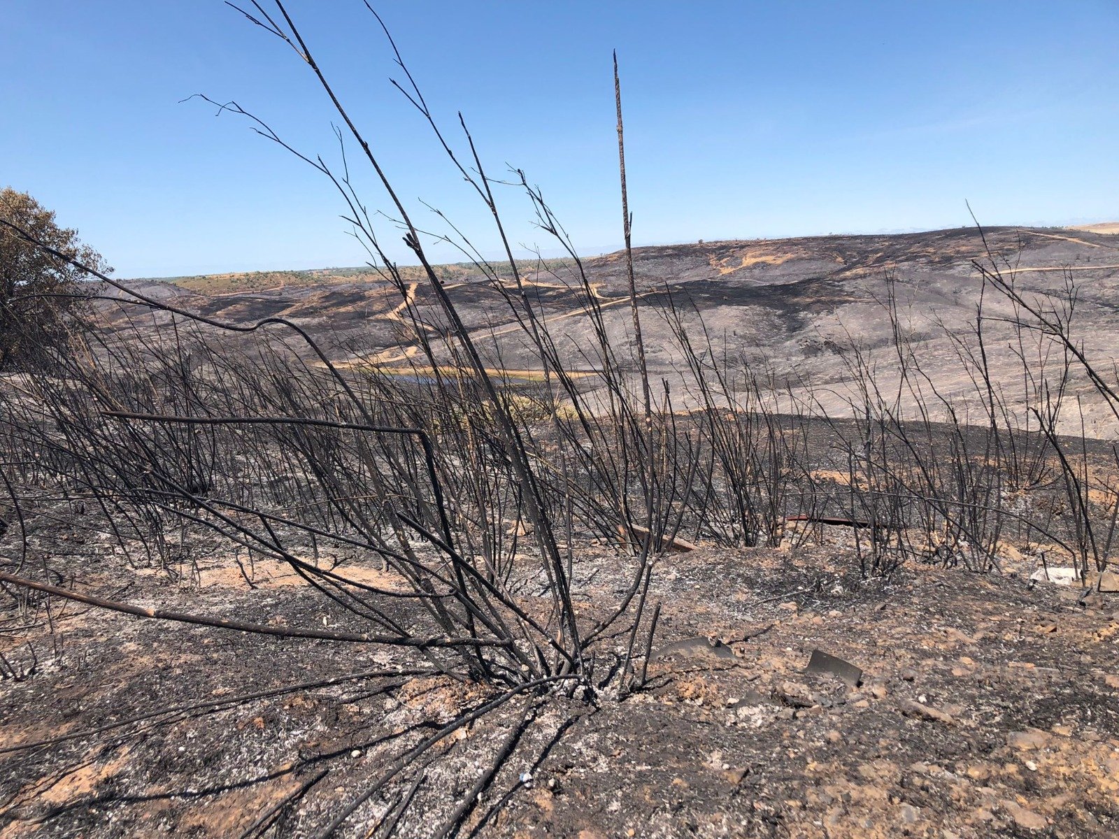 La restauración tras los incendios forestales, vital para la gestión ambiental de la provincia