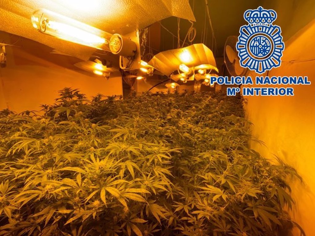 La Policía halla una plantación de marihuana en plena capital con 712 plantas