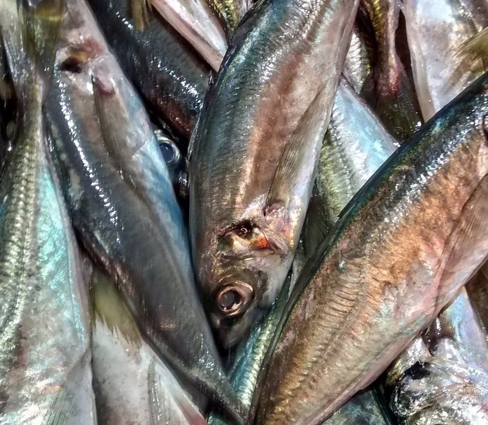 La flota onubense podrá capturar el doble de sardina que el pasado año