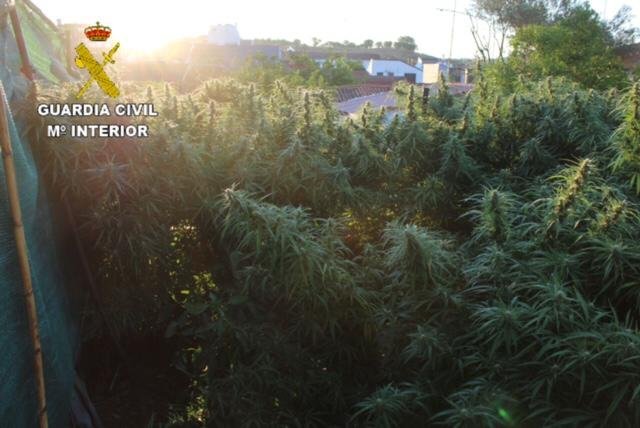 Tres detenidos en Nerva por su implicación en varios robos y una plantación de marihuana
