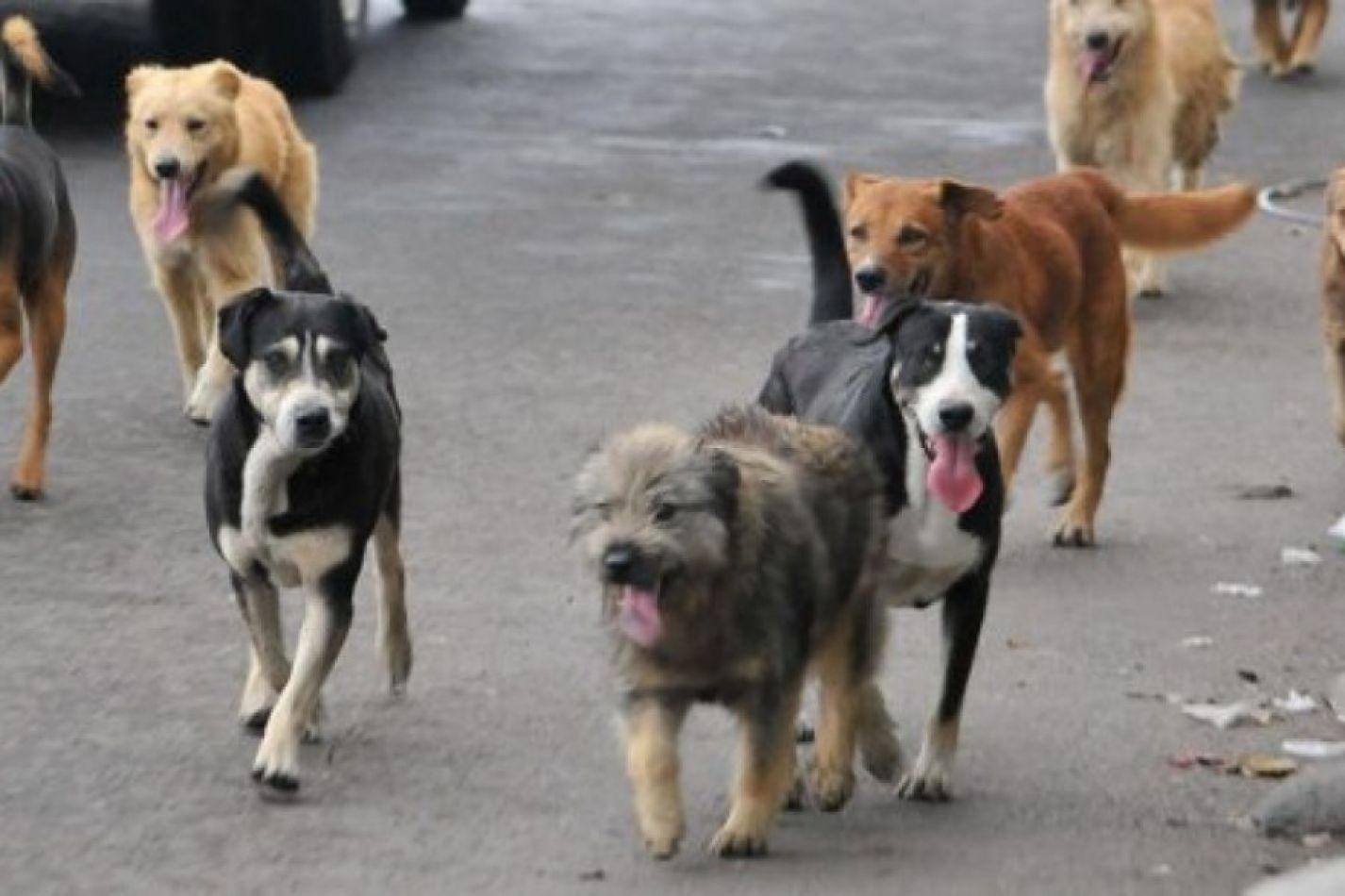 La Granada advierte de multas de hasta 1.500 euros por no controlar los perros del municipio