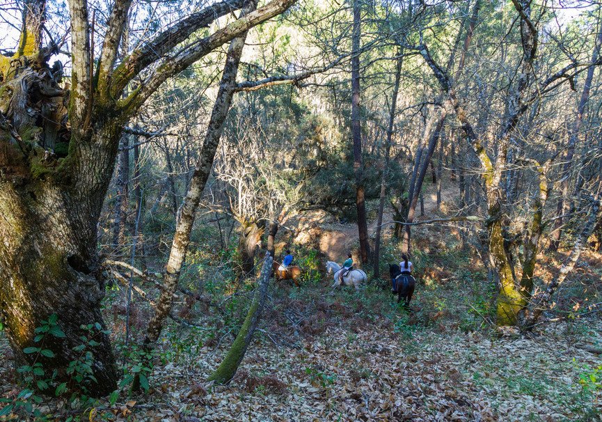 Berrocal organiza una ruta por ‘El bosque encantado’