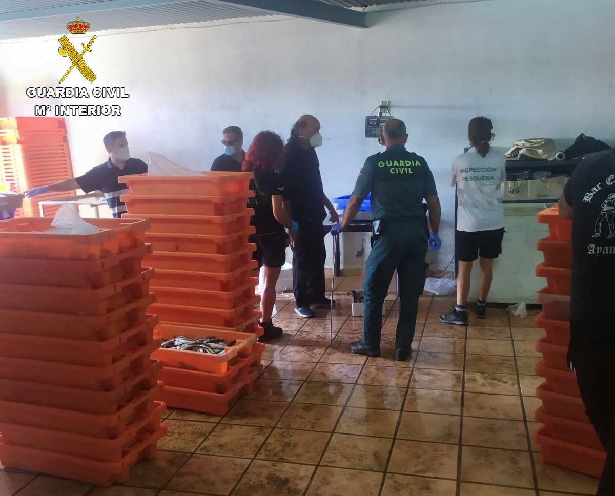 Intervienen casi una tonelada de merluza inmadura en un almacén de Ayamonte