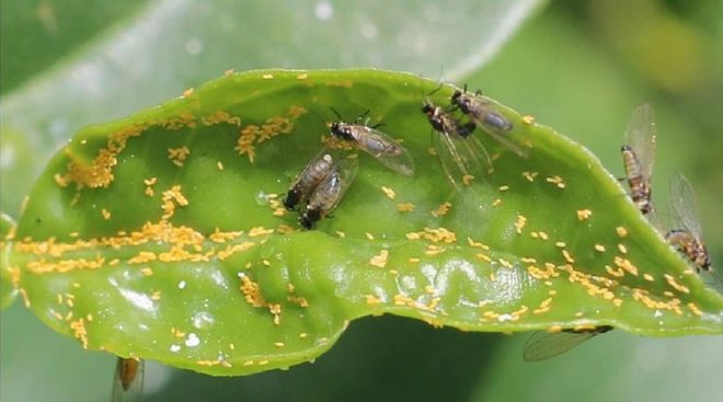 Detectan una enfermedad devastadora para los cítricos a las puertas de Huelva
