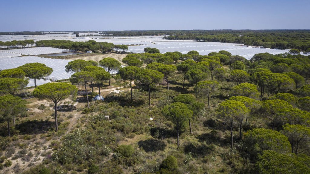 El juez absuelve a dos exalcaldes de Almonte y 13 acusados más por la extracción de aguas en Doñana