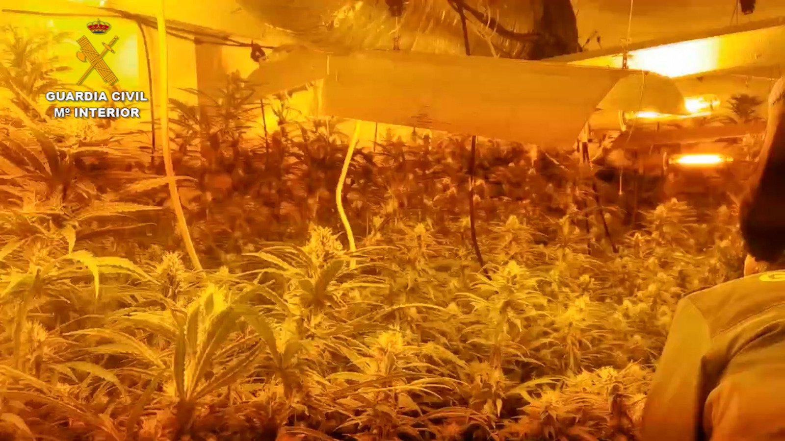 Hallan 280 plantas de marihuana dentro de una vivienda en Gibraleón