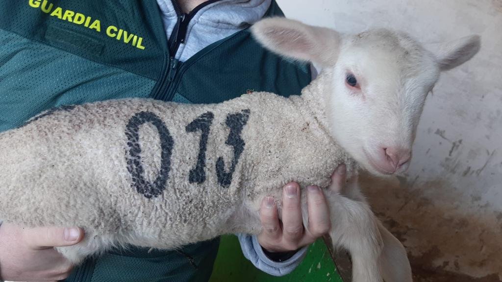 Detenidos por robar corderos durante meses en una finca de Manzanilla