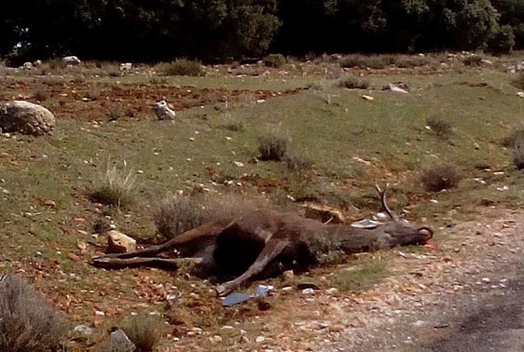 Accidente en Zalamea al atropellar un vehículo a un ciervo