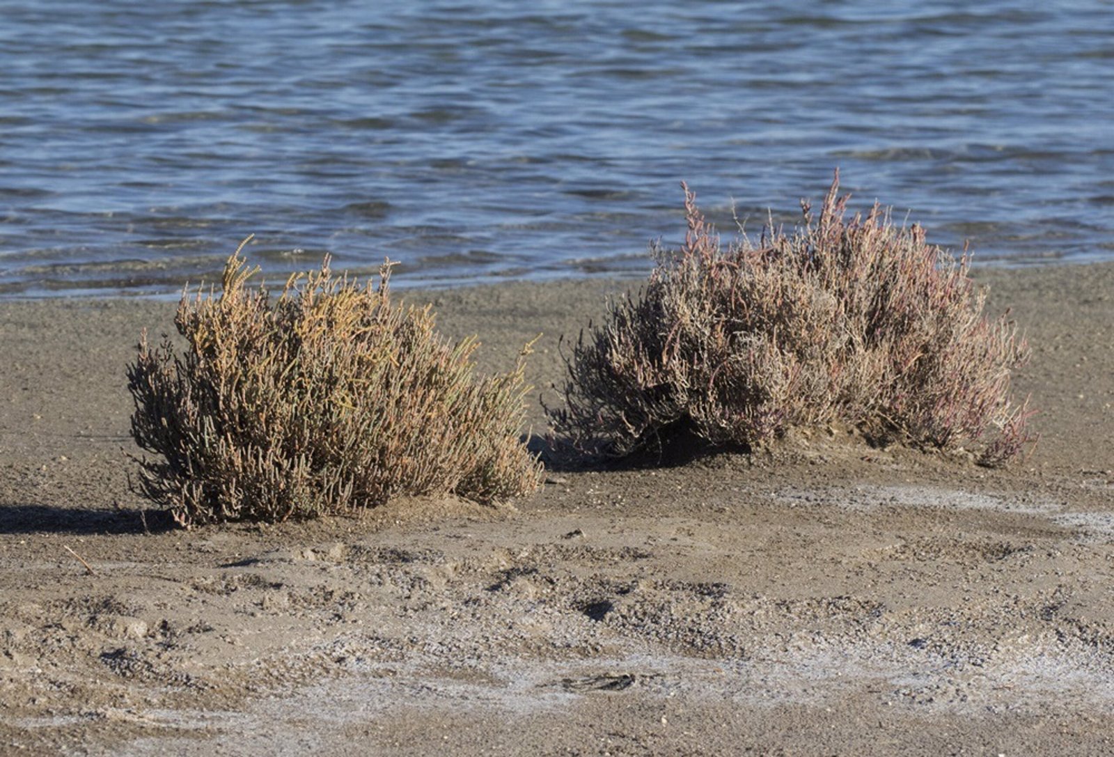 Descubren dos arbustos ‘tragametales’ en las marismas de Huelva