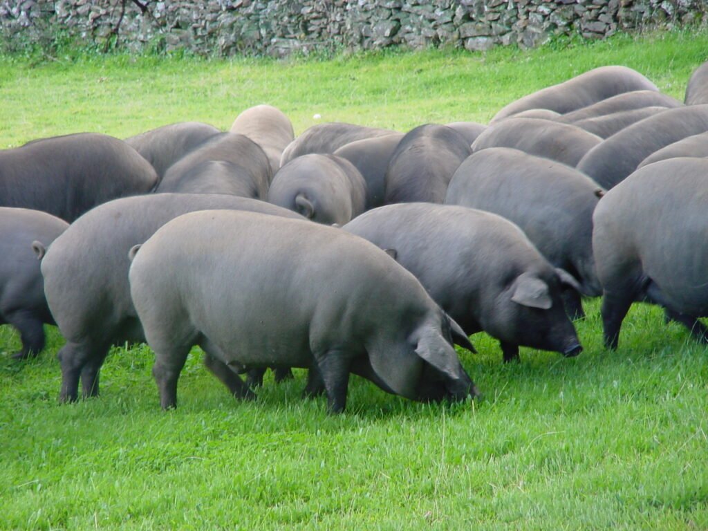 La Granada licita el aprovechamiento de la finca Valdehigueras por un mínimo de 2.038 euros