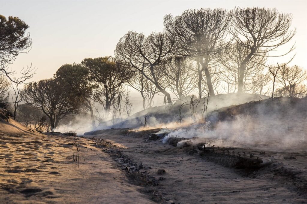 Incendio Cuesta Maneli