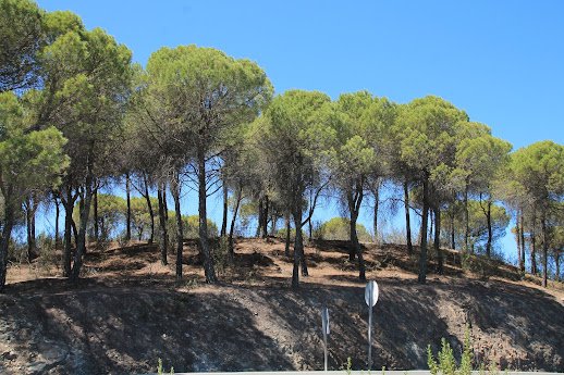 El Castellum Romano de la Solana del Castillejo