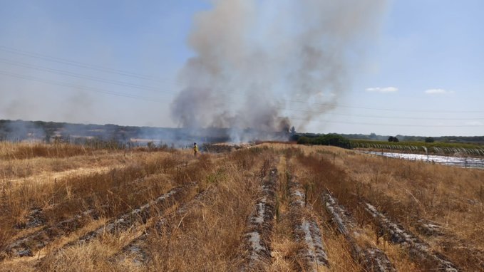 La industria verde apuesta por la recuperación de los suelos quemados por incendios