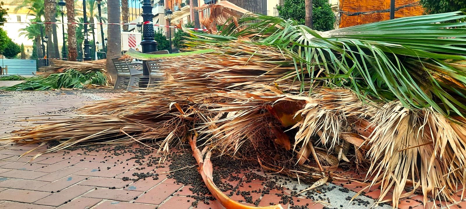 palmera talada