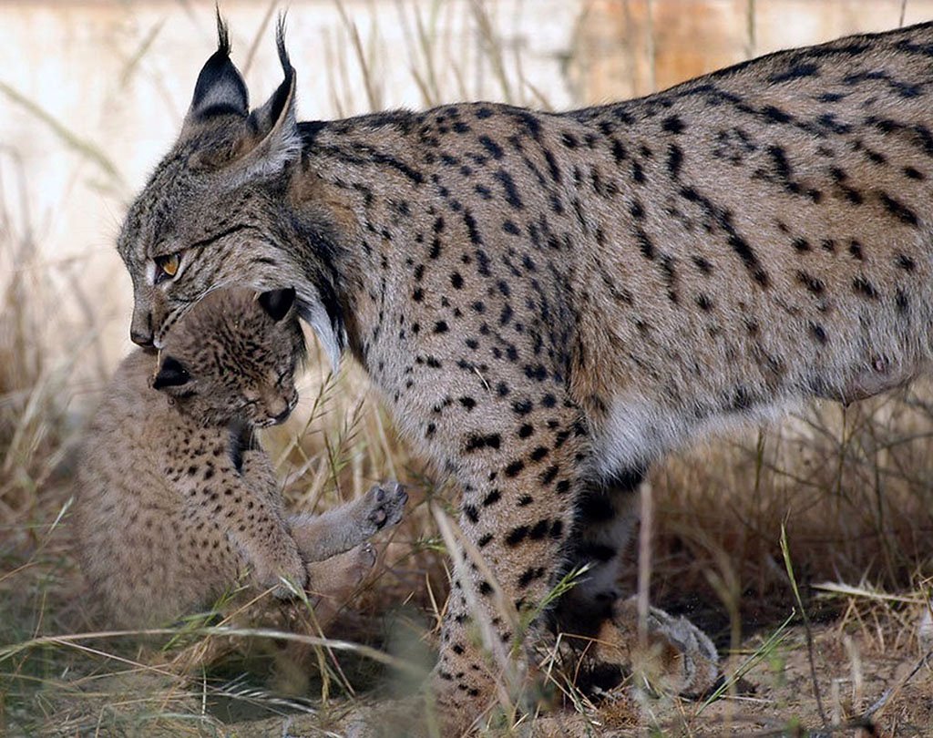 Muere el ejemplar de lince ibérico más longevo en Doñana