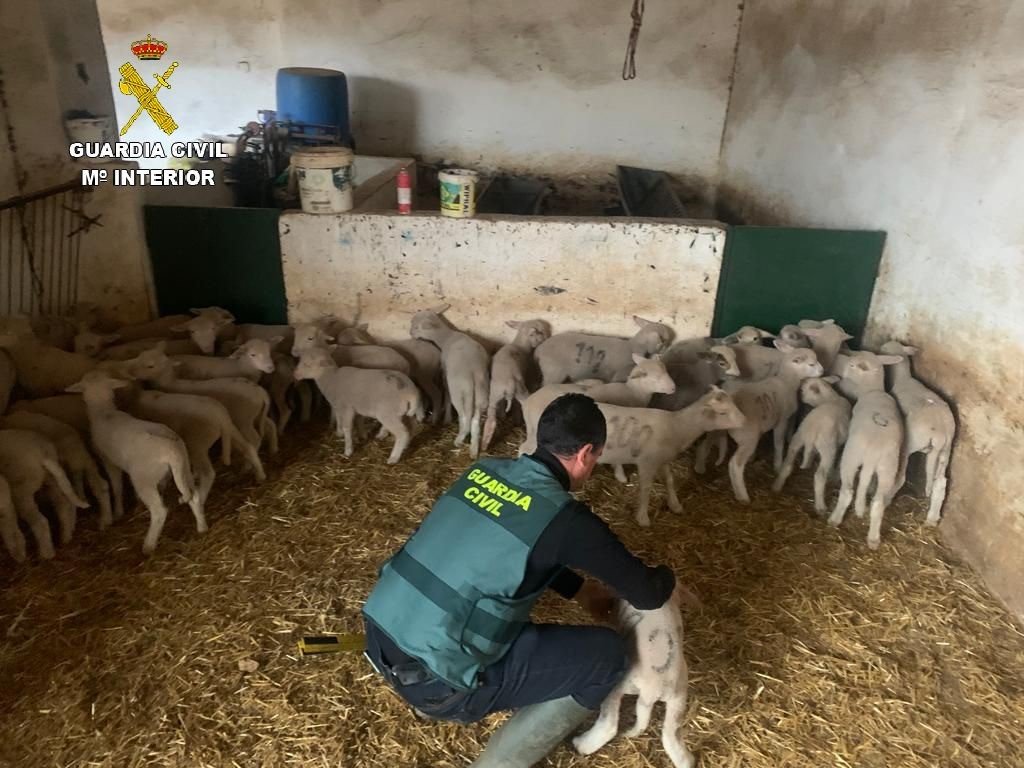 Dos detenidos por robar corderos en Manzanilla