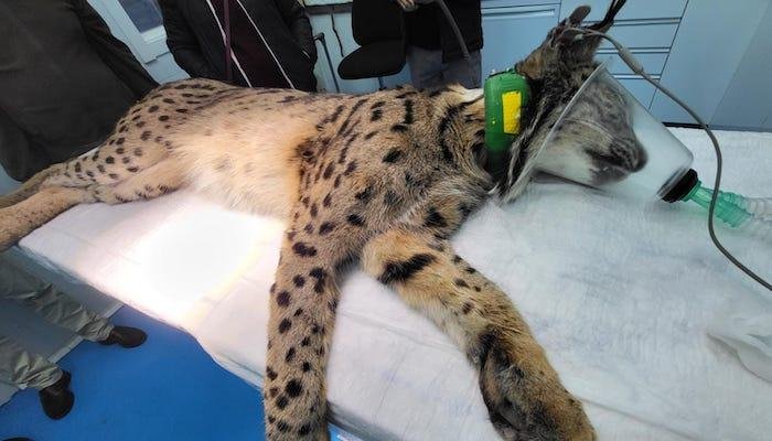 Lince Leucemia