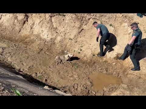 La Guardia Civil rescata a un perro atrapado en un lodazal en Cartaya