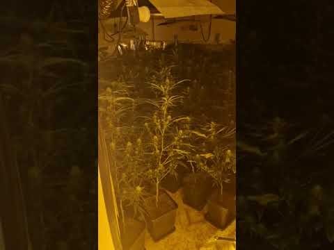 Cuatro detenidos con 1.100 plantas de marihuana en barriadas de Huelva