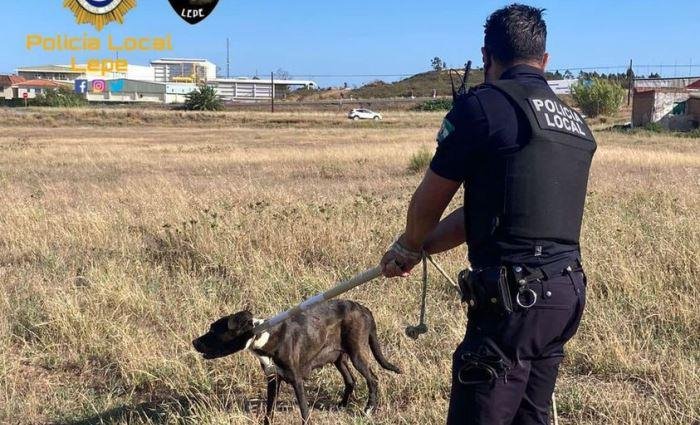 Perro peligroso lepe