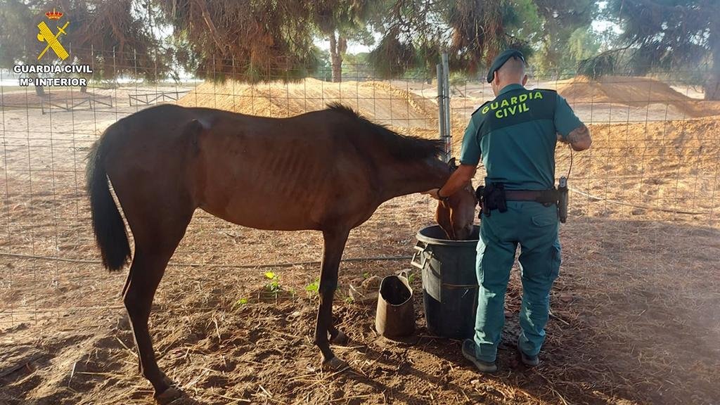 Investigan a una mujer en Punta Umbría por no cuidar a varios caballos
