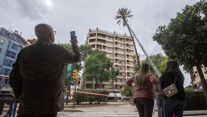 Foto Palmera