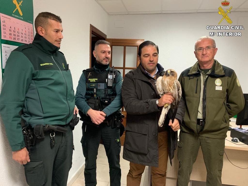 Rescatan un ave rapaz protegida en un camino forestal