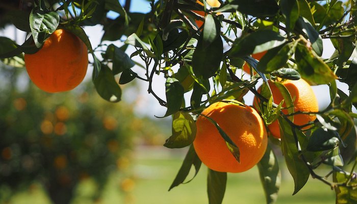 Diputación convoca seis líneas de subvenciones para innovación agrícola
