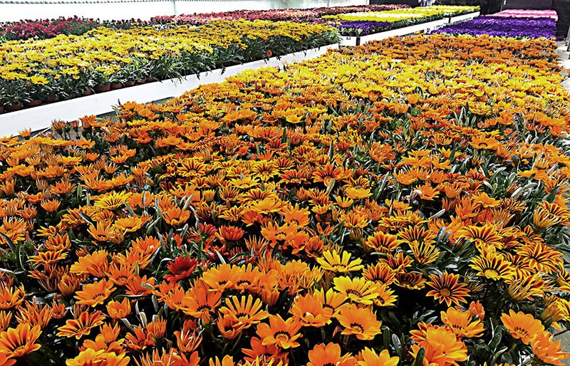 17.000 plantas de temporada a disposición de los ayuntamientos