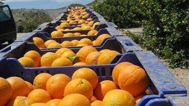 Organic Citrus