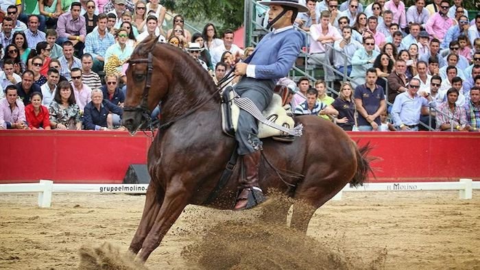 Trigueros acoge este fin de semana sus Primeras Jornadas Ecuestres