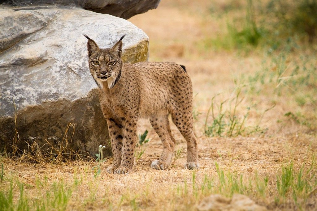 El lince ibérico deja de estar en peligro de extinción
